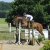 LES CHEVAUX DE CLUB